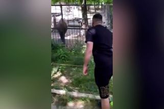 Muž, který v brněnské zoo obtěžoval klackem takina, se přihlásil a omluvil - Novinky